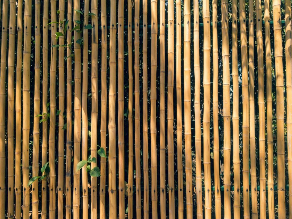 Garden fence of upright bamboo canes with climbing plants